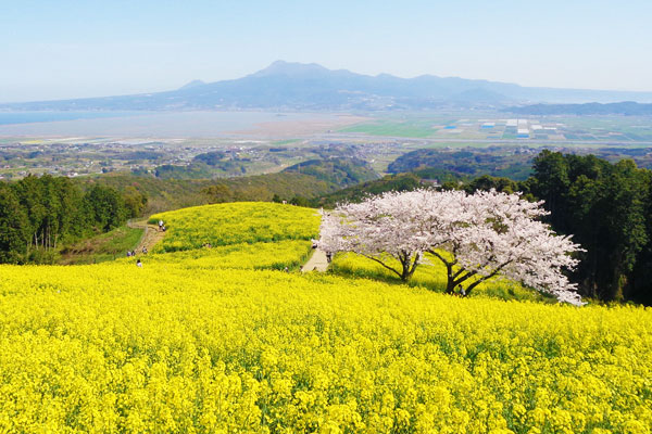 【白木峰高原の春】満開の菜の花と桜